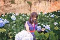 Garden Hydrangeas เมืองดาลัด (Da Lat)