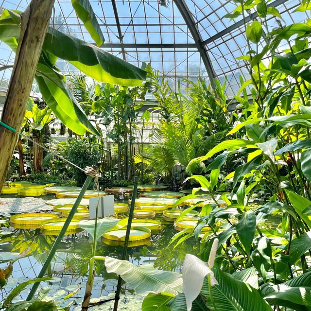 熱川バナナワニ園🍌絶対見逃せない「オオオニバス」