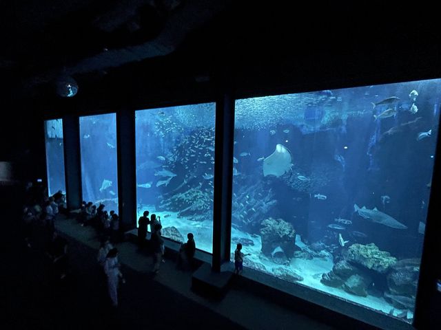 【福岡】国内2ヶ所！ラッコが見られる水族館🦦