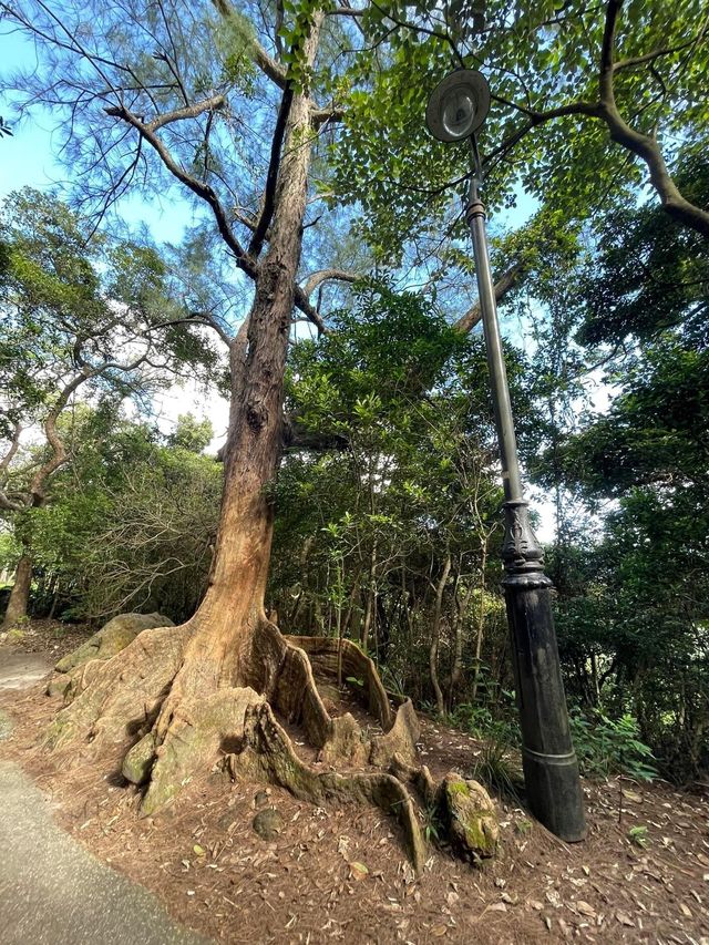 暑假親子放電之旅🤩山頂一日遊😍香港🇭🇰超級令景🫡