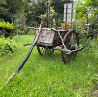 Angkor's Blooming Haven: Nature's Delight