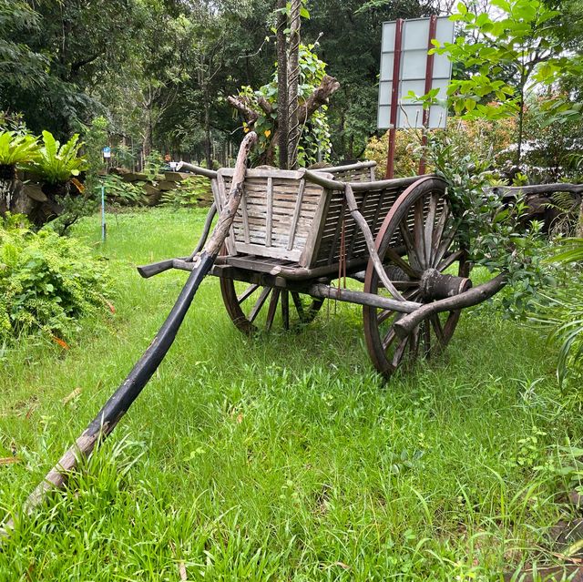 Angkor's Blooming Haven: Nature's Delight