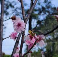 Sakura festival in Sydney