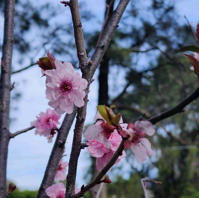 Sakura festival in Sydney