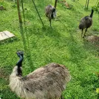 Singapore's Largest Bird Paradise 🦜🐦