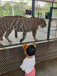 泰國必來景點 老虎園 Pattaya tigerpark  