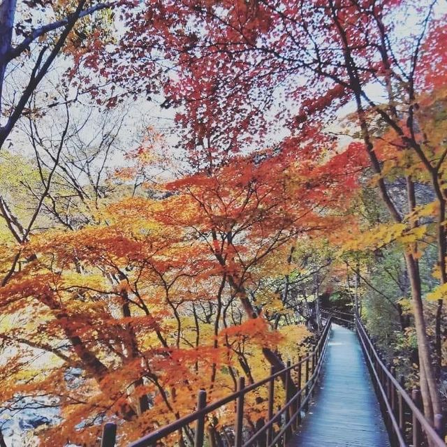 Most beautiful falling season at Bamsagol