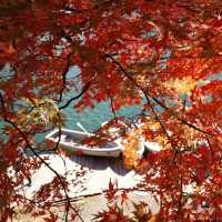 Goshikinuma ponds , autumn vibe 🍁