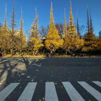 The beautiful yellow leaves in Meiji Jinggu