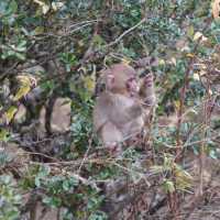 【銚子渓】野生の猿と触れ合える小豆島の観光地