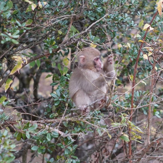 【銚子渓】野生の猿と触れ合える小豆島の観光地