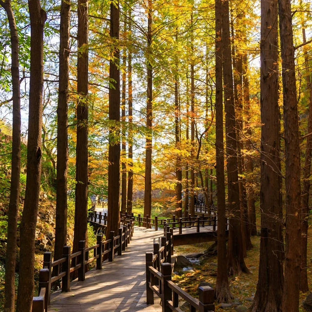剛泉山郡立公園 ⛰️🌲自然奇觀🚶🌄