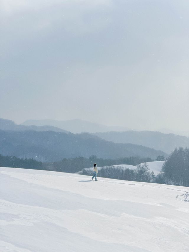 ❄️국내 눈오는날 바로 달려가야할 삼양라운드힐