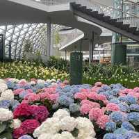 Miracle of Natural  ดอกไม้เมืองหนาว 💐