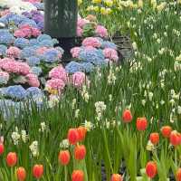 Miracle of Natural  ดอกไม้เมืองหนาว 💐