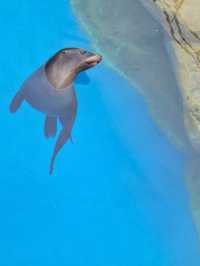 🤡Aqua World Oarai Aquarium วิวมหาสมุทรที่งดงาม