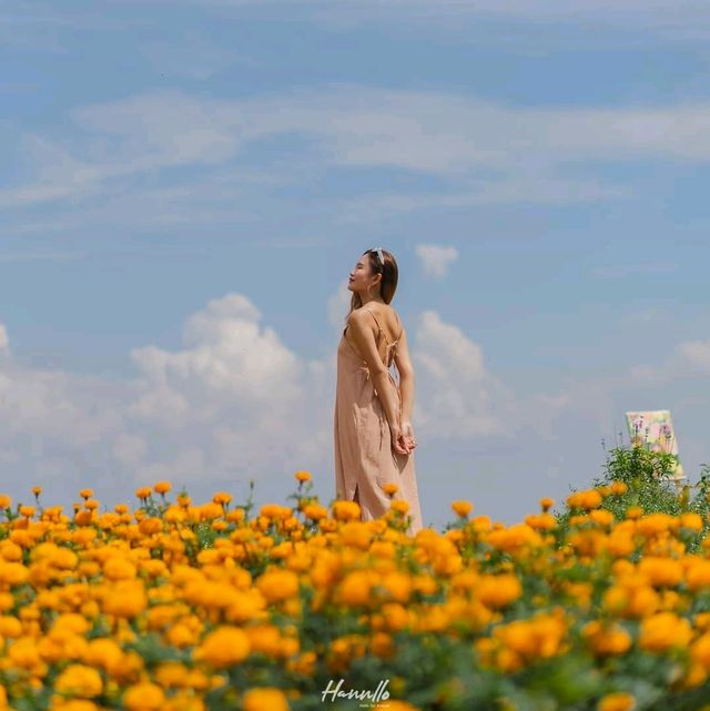 ปักหมุดจุดเช็คอินเชียงใหม่ สวนดอกไม้และสวนส้มป้างฮวา