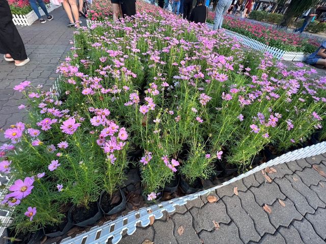 🌼เทศกาลดอกไม้ สวนหลวงร.9 กรุงเทพ🌺