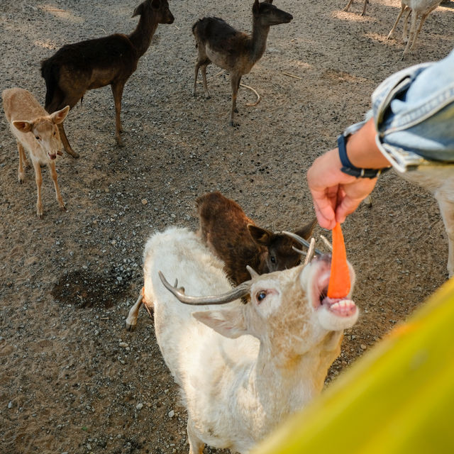 Safari Park บ่อพลอย (Tour ปกติ)