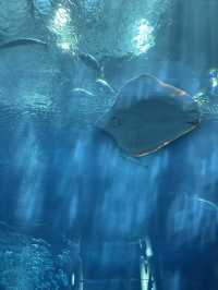 ✨ 全亞洲最大的「美麗海水族館」✨