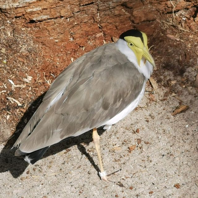 Bird Watching At Karlsruhe Zoo
