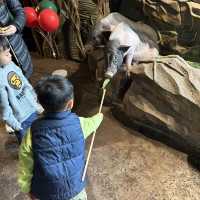 【 集玩樂動物園卡丁車的室內綜合樂園 】