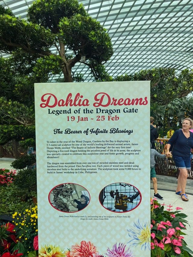 Dahlia Dreams 2024