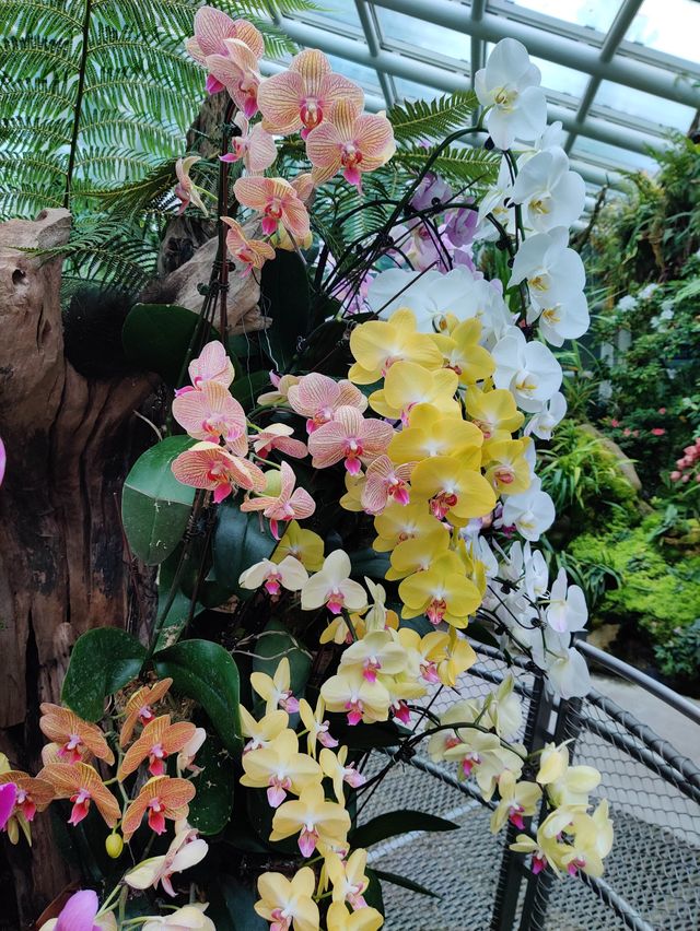 Floral beauty @National Orchid Garden