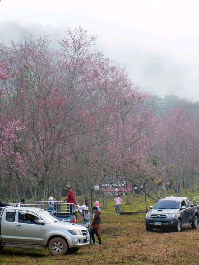 ภูเขาสีชมพู ที่ภูลมโล