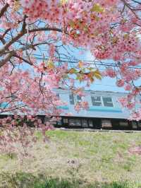 【静岡】今年のお花見はここで決まり🌸🍡【河津桜】