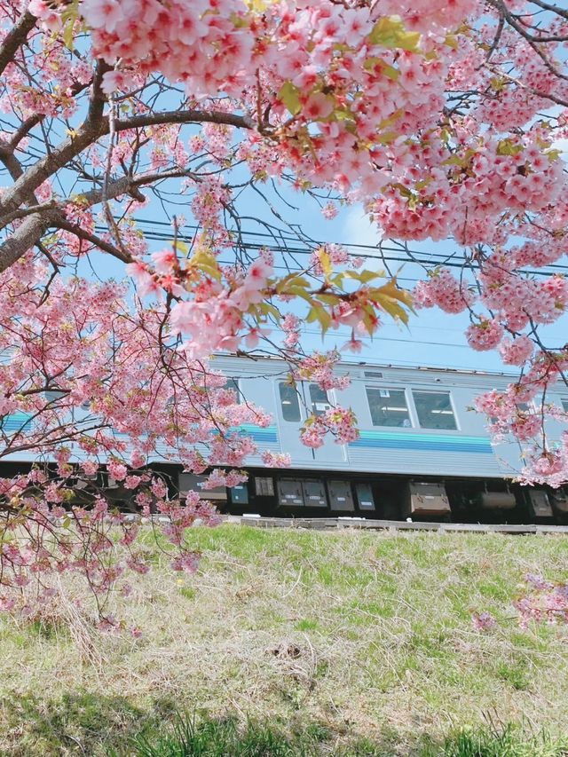 【静岡】今年のお花見はここで決まり🌸🍡【河津桜】