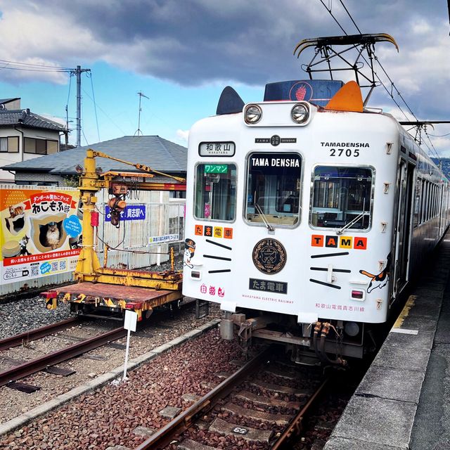 【貴志駅😺】來探探最可愛的駅站長——二代玉