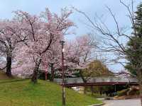 ชมดอกซากุระ ที่สวนสาธารณะเมืองชิริว ไอจิ🌸