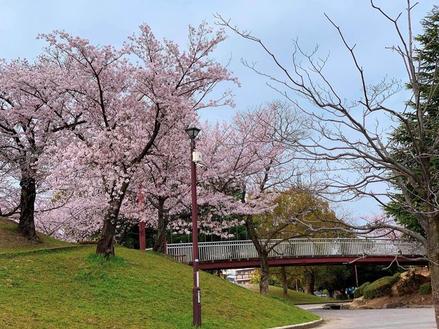 ชมดอกซากุระ ที่สวนสาธารณะเมืองชิริว ไอจิ🌸