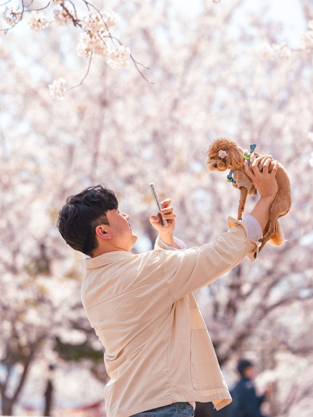 Jinhae Gunhangje Festival เทศกาลพ็อตกตที่สวยที่สุด