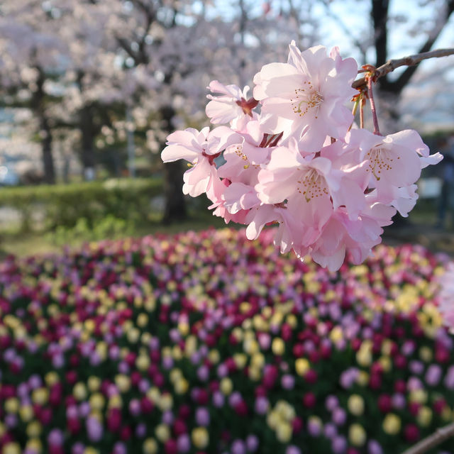 びわ湖大津館の桜とチューリップ