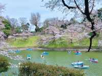 Chidorigafuchi park จุดชมดอกซากุระ ใจกลางโตเกียว