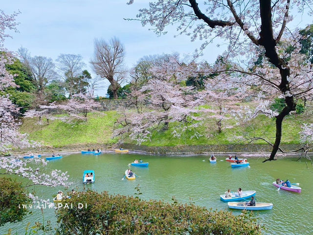 Chidorigafuchi park จุดชมดอกซากุระ ใจกลางโตเกียว
