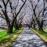 京都賞櫻推薦-淀川河川公園背割堤