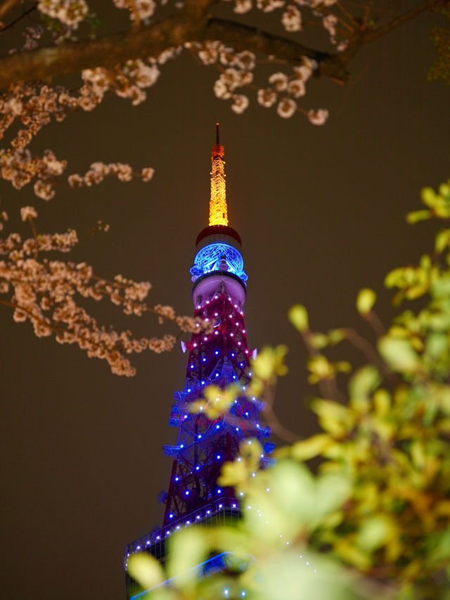 2024年🌸開花・満開全国予想つき！「東京タワー×桜」