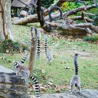 【金澤動物園】可愛動物表演，充實又開心的遊覽體驗！
