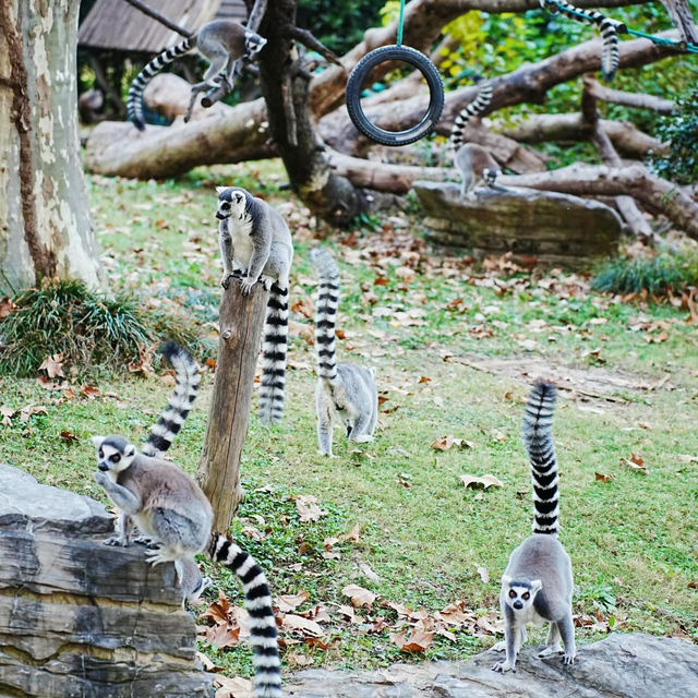 【金澤動物園】可愛動物表演，充實又開心的遊覽體驗！