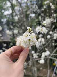 Cherry blossom in Hmong King’s Palace🌸🌸