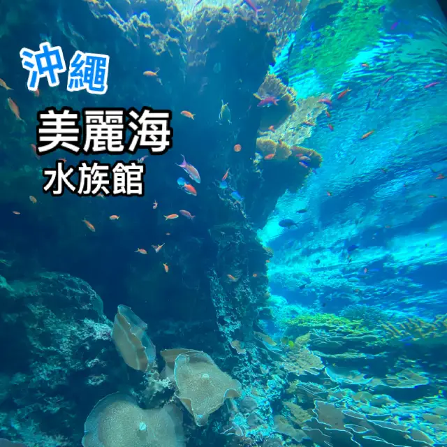 【日本沖繩】美麗海水族館🪸超美海洋生物🐬