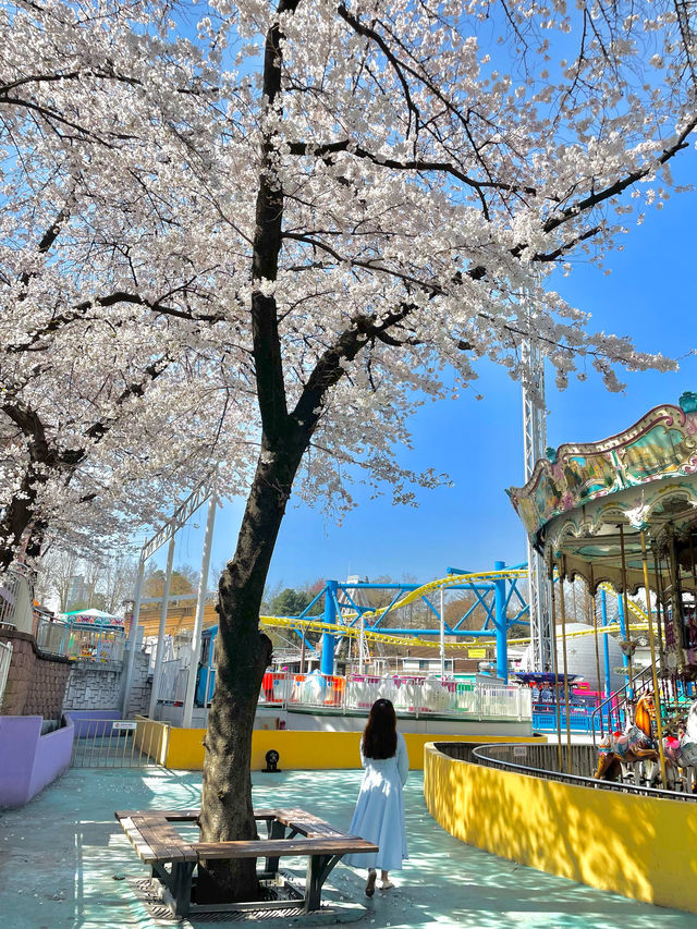 나만 알고 싶은 프라이빗 벚꽃스팟 🌸