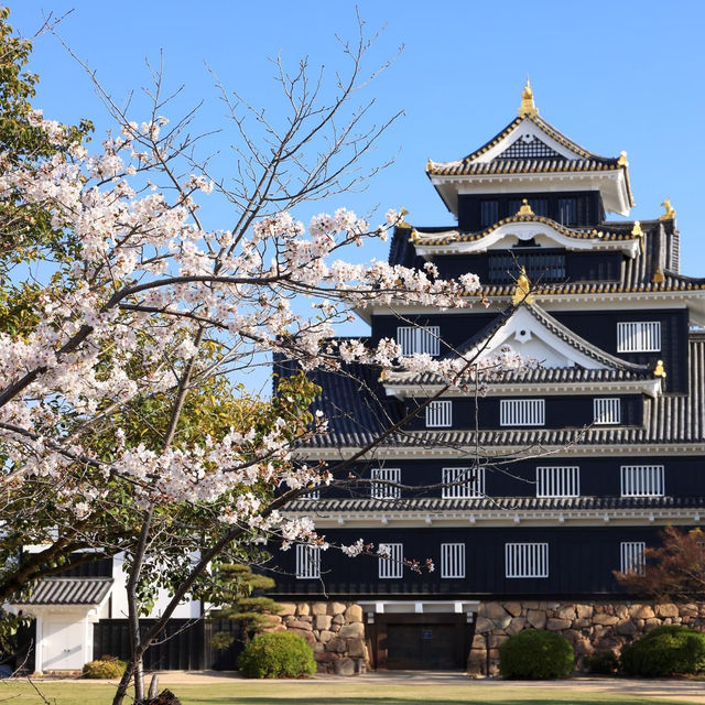 岡山櫻花嘉年華