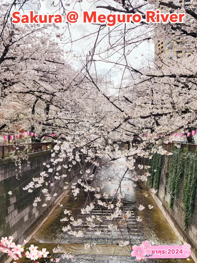 Sakura @ Meguro River