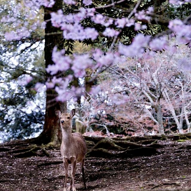 日本奈良公園