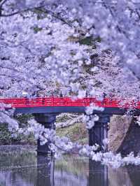 【青森・桜】その美しさ悶絶級🤩「やっば！えぐ！」しか出てこなくなる絶景🌸※アクセス攻略付き