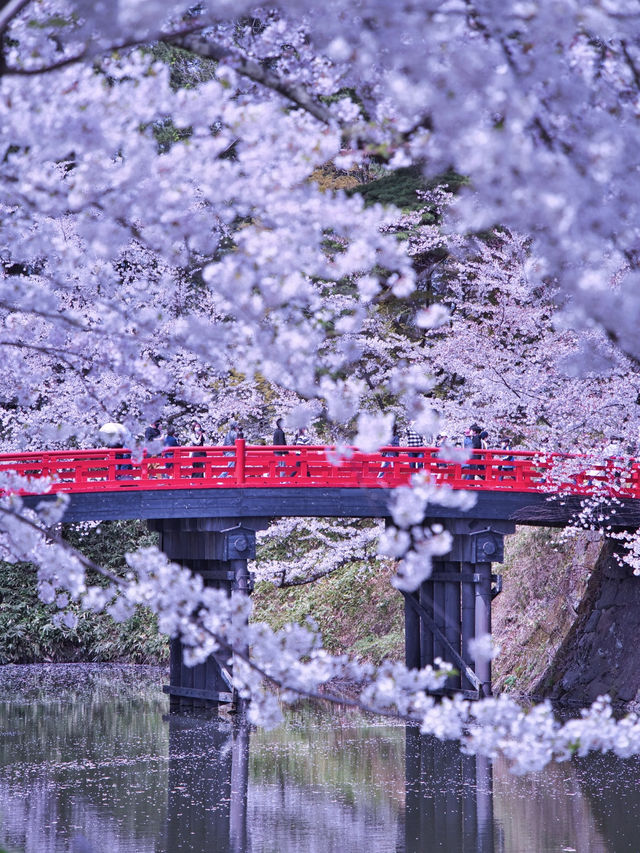 【青森・桜】その美しさ悶絶級🤩「やっば！えぐ！」しか出てこなくなる絶景🌸※アクセス攻略付き